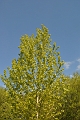 15 05 10_Denise_0194